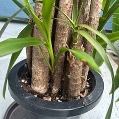 観葉植物コルジリネストリクタの画像