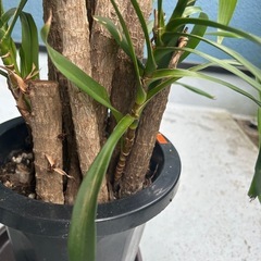観葉植物コルジリネストリクタの画像