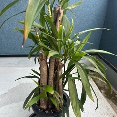 観葉植物コルジリネストリクタの画像