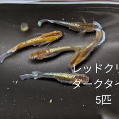 レッドクリフダークタイプ。画像個体5匹。メダカ、めだか。