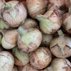 新玉ねぎ　10kg