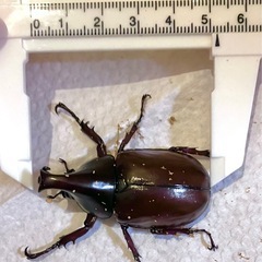 フローレンシスニセヒメカブト　ペア