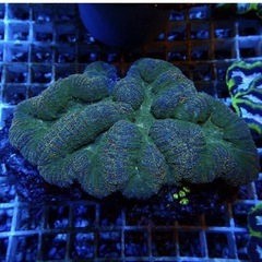 最終セール価格！ハナガタサンゴ　レア個体