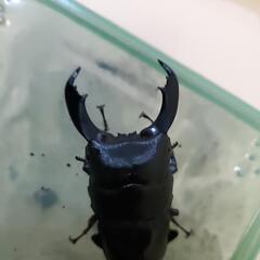 テイオウヒラタ　ダイオウヒラタの画像