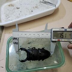 テイオウヒラタ