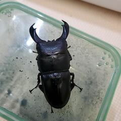 テイオウヒラタ　ダイオウヒラタの画像