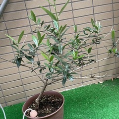 オリーブの木
