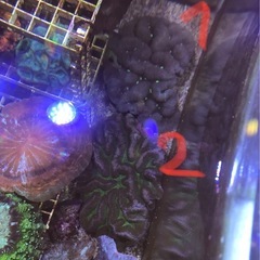 最終セール価格！ハナガタサンゴ　大きめ個体