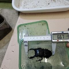 テイオウヒラタ