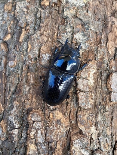 【大特価】【大珍品】新潟県産オオクワガタメスWD41㎜標本 オオクワガタ 【能勢SR】 特大メス 55mm〜 大型血統 国産 販売