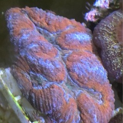 最終セール価格！ダイノウサンゴ