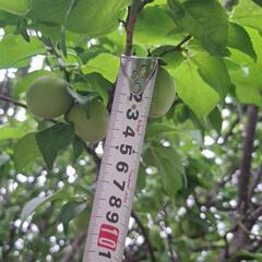 （大好評）南高梅の画像