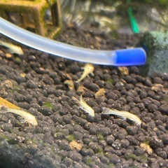 アルビノブッシーマウスの稚魚