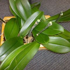 ★咲き終わった胡蝶蘭★１４株★ピンク＆ホワイト★鉢のプレゼント付★の画像