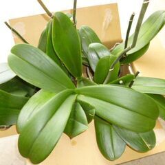 ★咲き終わった胡蝶蘭★１４株★ピンク＆ホワイト★鉢のプレゼント付★の画像