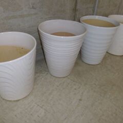 ★咲き終わった胡蝶蘭★１４株★ピンク＆ホワイト★鉢のプレゼント付★の画像