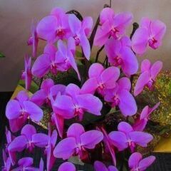 ★咲き終わった胡蝶蘭★１４株★ピンク＆ホワイト★鉢のプレゼント付★の画像