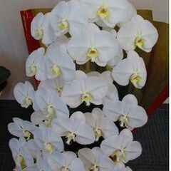 ★咲き終わった胡蝶蘭★１４株★ピンク＆ホワイト★鉢のプレゼント付★の画像