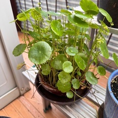 観葉植物
