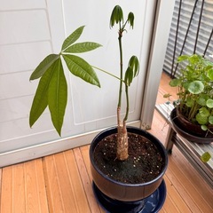 観葉植物の画像