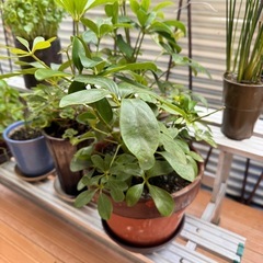 観葉植物の画像