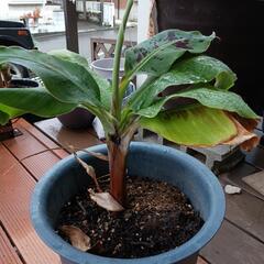 三尺バナナ　の苗　葉っぱが開くと約20センチの高さ