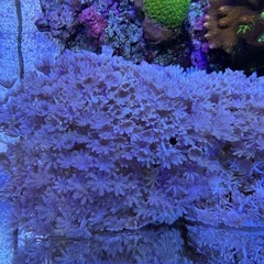 パクパクウミアザミ