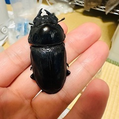 能勢YG オオクワガタ メス 53.6mm