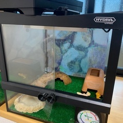 爬虫類飼育ケース譲りますの画像