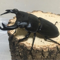 国産オオクワガタ　能勢YG血統♂82㎜〜　即ブリード可能ペア　新成虫