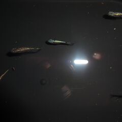 めだか（４ペア＋１匹、５ペア＋１匹）