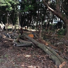 原木、薪