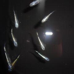 めだか（４ペア＋１匹、５ペア＋１匹）の画像