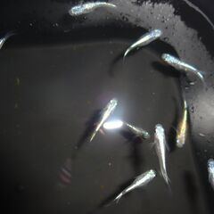 めだか（４ペア＋１匹、５ペア＋１匹）の画像