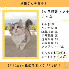 里親募集中！4ヶ月短足マンチカン♀(⋈◍＞◡＜◍)。✧♡ 