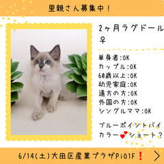 里親募集中！２ヶ月ラグドール♀(⋈◍＞◡＜◍)。✧♡ 
