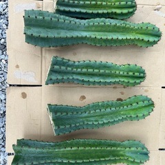 柱サボテン　棘あり
