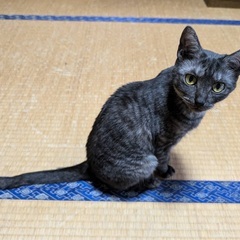 グレーキジトラの小さめ元気な女子の里親さん募集！