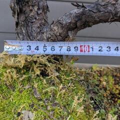 ①五葉松　盆栽　14号鉢付き　樹齢40〜50年以上　約高さ72センチの画像