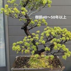①五葉松　盆栽　14号鉢付き　樹齢40〜50年以上　約高さ72センチ