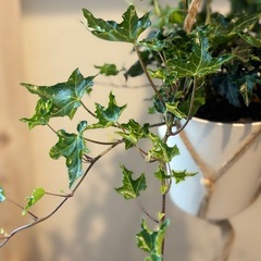観葉植物🪴（フラワーハンギング付き）の画像