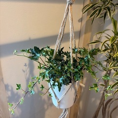 観葉植物🪴（フラワーハンギング付き）