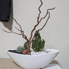 サボテン