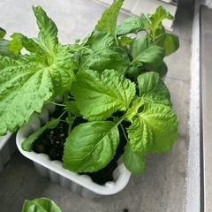 大葉⭐︎バジル⭐︎苗