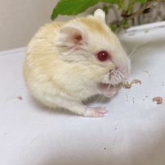ハムスター、ラットの里親