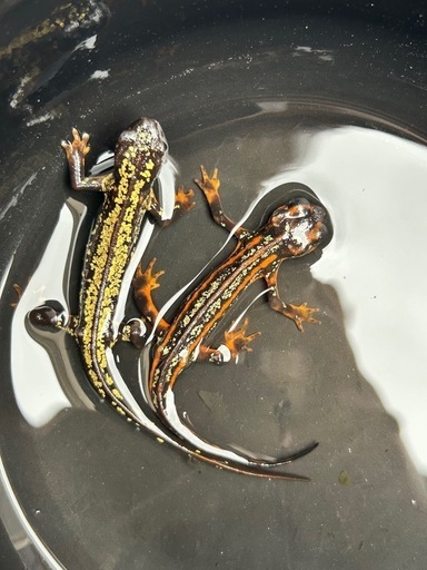 沖縄シリケンイモリ　ペア、金魚入荷