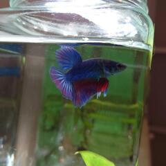 写真更新5/23⑦自家繁殖ベタ　6ヶ月ハーフムーンの画像