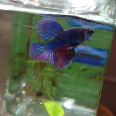 写真更新5/23⑦自家繁殖ベタ　6ヶ月ハーフムーンの画像