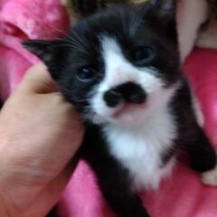 ４月23日生まれ可愛い兄妹