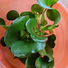 ほてい草2株